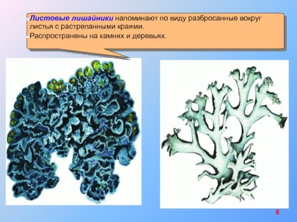 Лишайники многоклеточные или нет