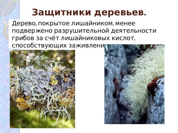 Лишайники распространение