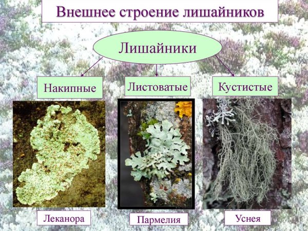 Строение слоевища лишайника