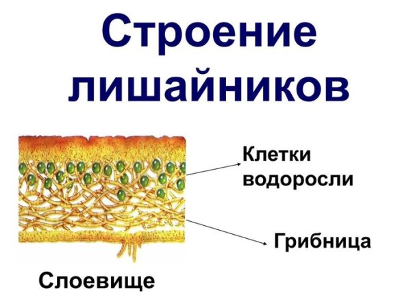 Внутреннее строение слоевища лишайника