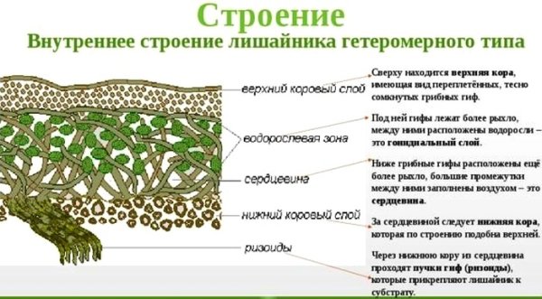 Модель внутреннего строения лишайника