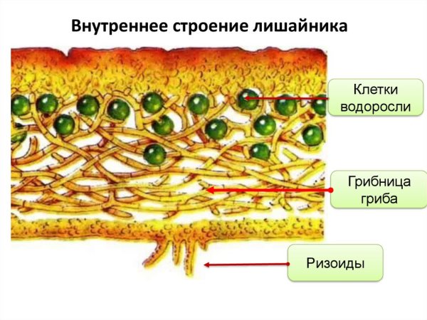Грибы образующие лишайники