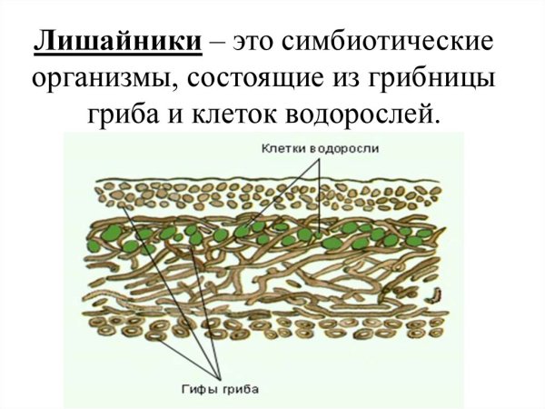 Листоватые лишайники 5 класс