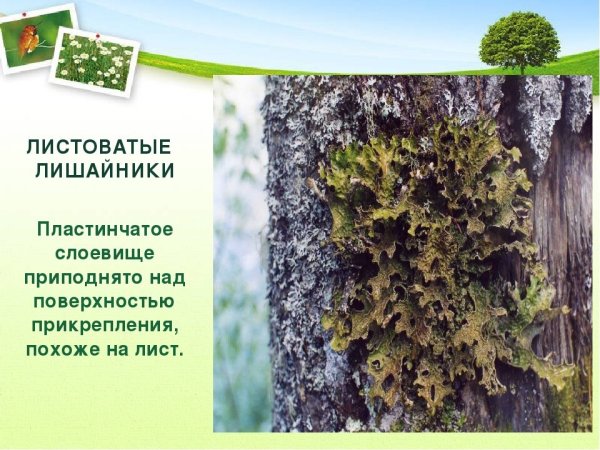 Лишайники биология