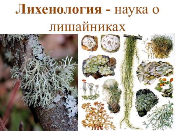 Листоватые лишайники 5 класс биология