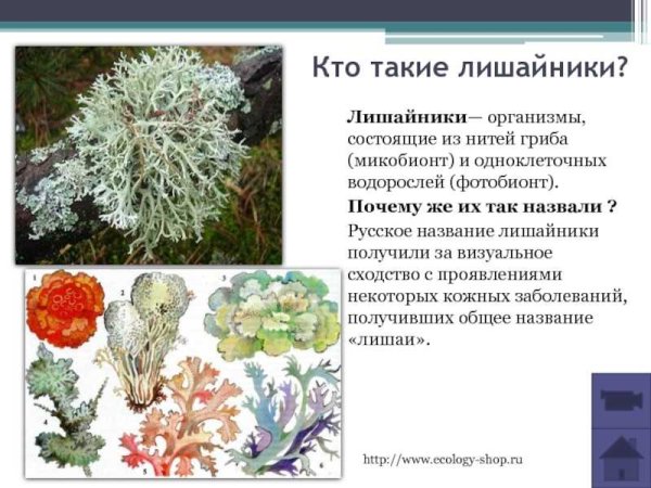 Накипной лишайник 5 класс биология
