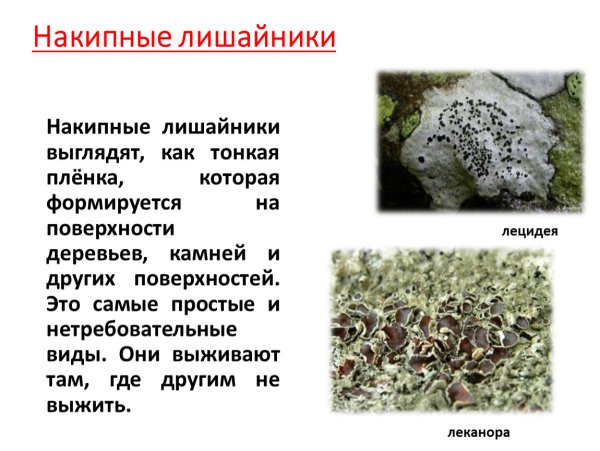 Лишайники накипные листоватые кустистые