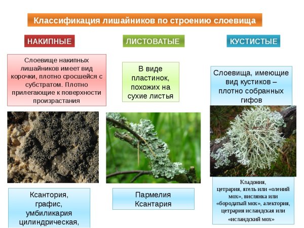 Накипные листоватые кустистые