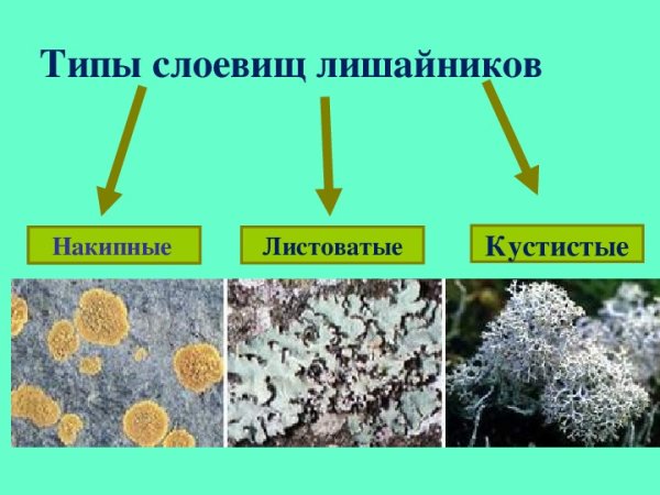 Описание лишайников