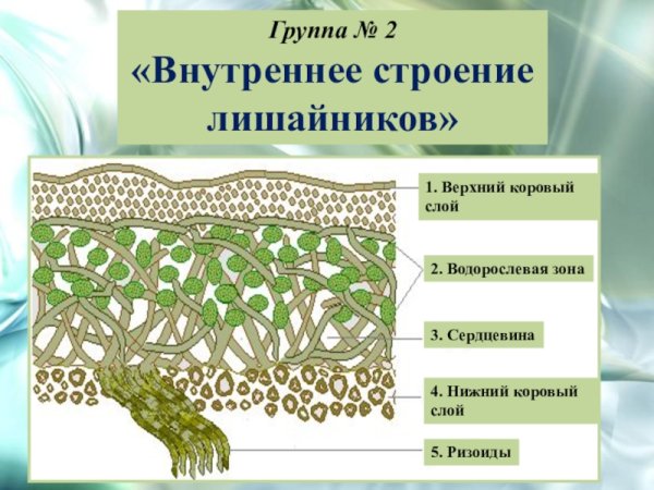 Лишайник строение лишайников