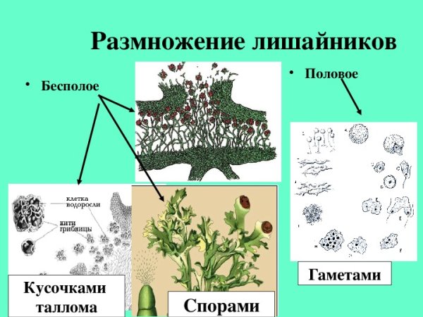 Лишайники кустистые листоватые проект