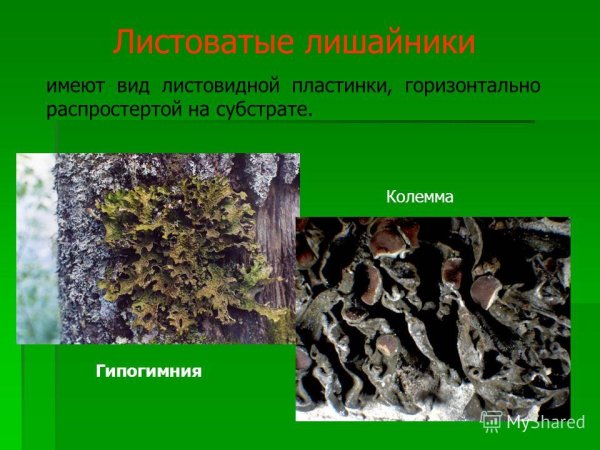 Лишайники биология 9 класс