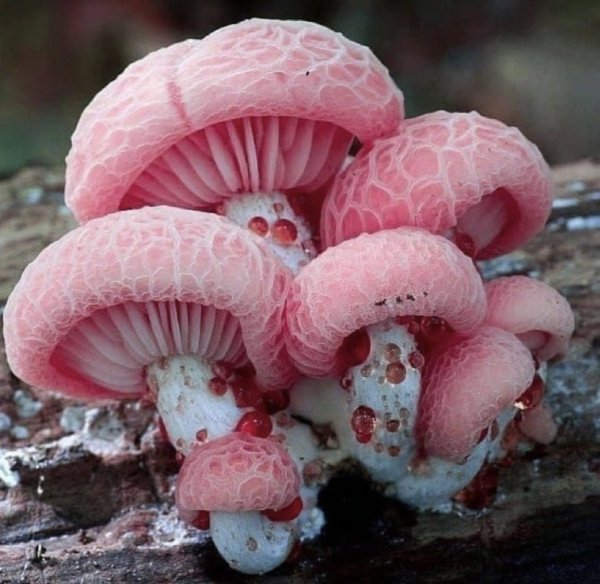 Необычный гриб картинки (46 фото)