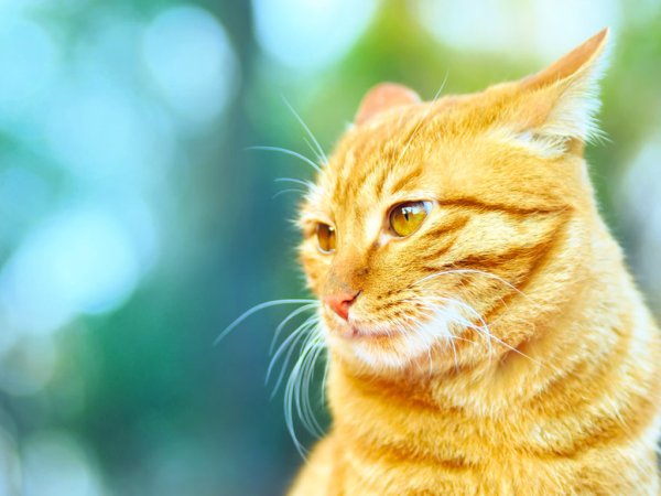 Желтая кошка