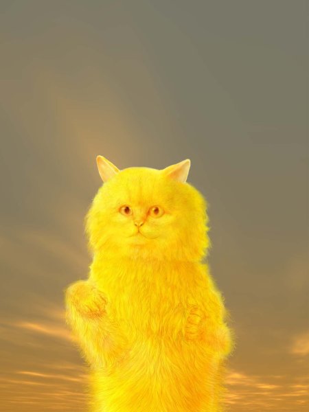 Желтый кот