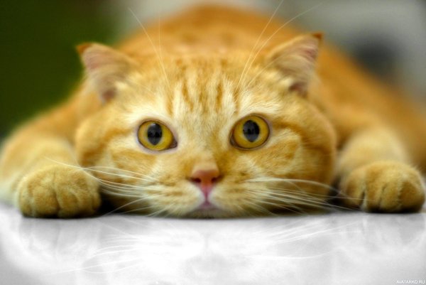 Кот желтого цвета