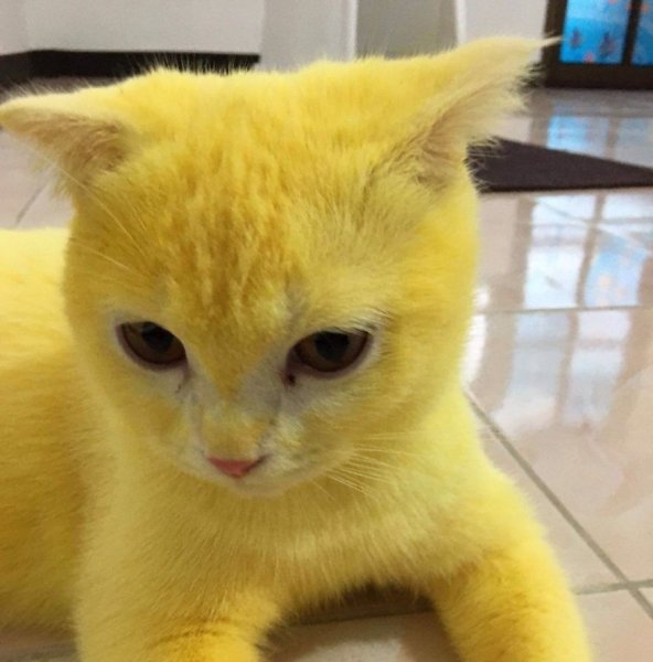 Кот желтого цвета