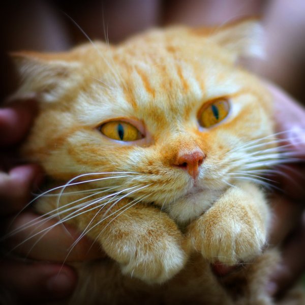 Светло желтый кот