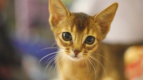 Абиссинская Саванна кошка