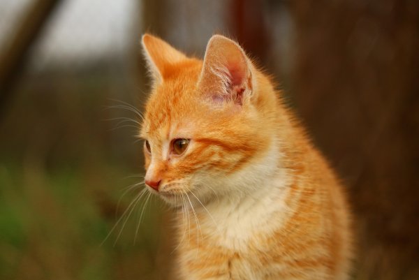 Рыжие коты