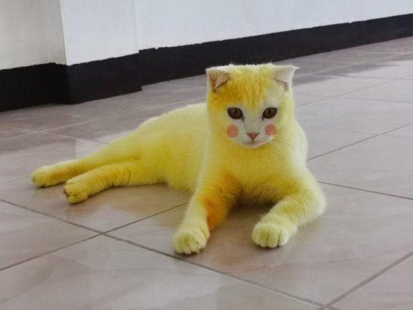 Желтая кошка