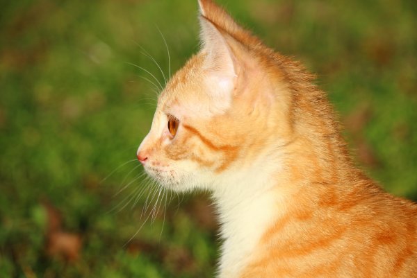 Tabby Cat рыжий