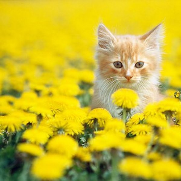 Котенок в одуванчиках
