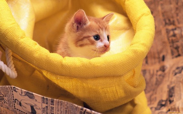 Котик в мешке