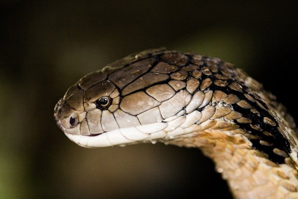 Ophiophagus Hannah