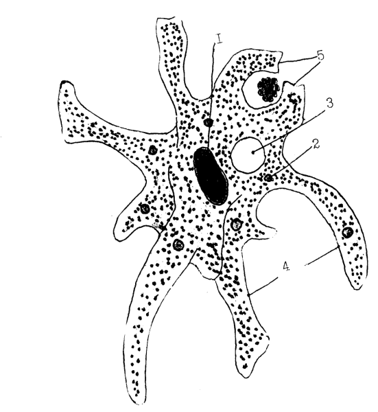 Строение амебы обыкновенной