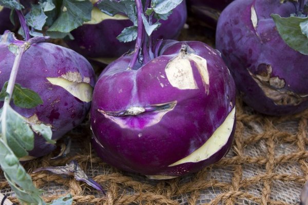 Капуста кольраби