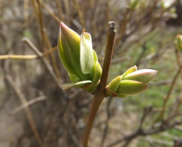 Сирень обыкновенная побеги и почки