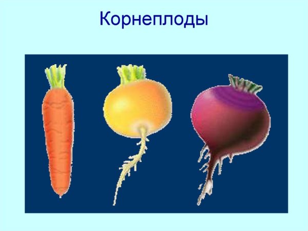 Корнеплод картинки биология (49 фото)