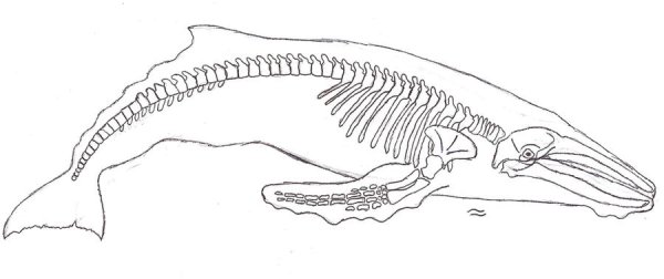 Скелет кита картинки (49 фото)