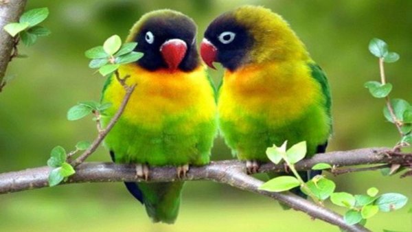 Неразлучники попугаи