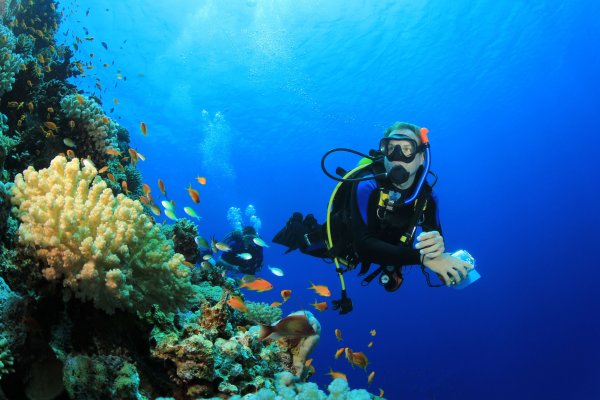 Красное море риф дайвер