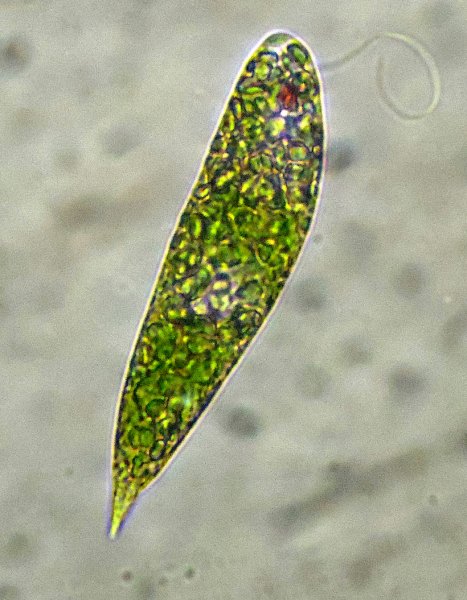 Жгутиконосцы эвглена зеленая