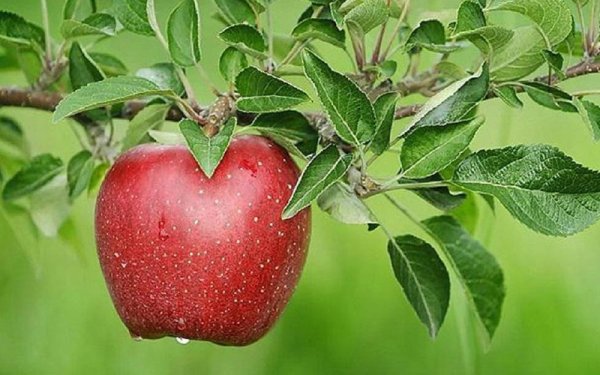 Apple Tree