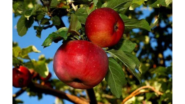 Сорт яблони Алмаатинский Апорт