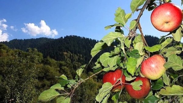 Яблоня Горноалтайское