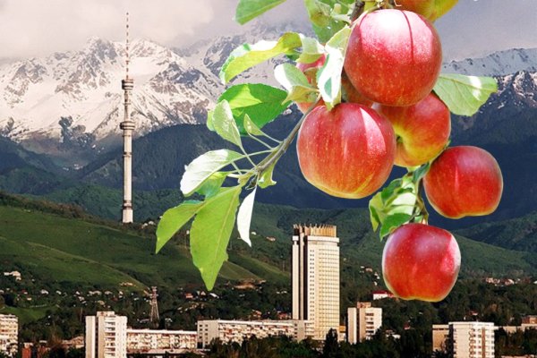 Алма Ата яблоки