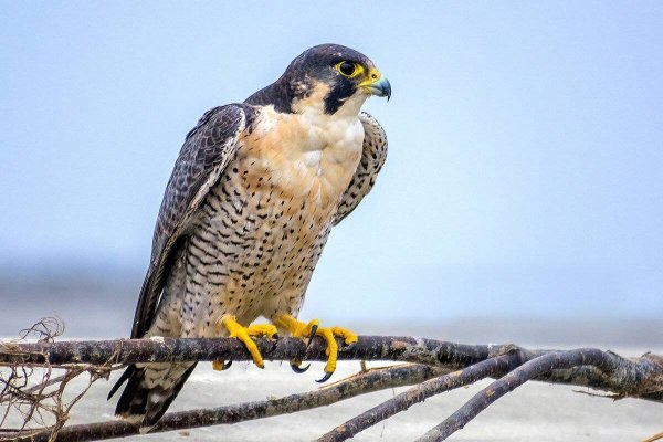 Сапса́н Falco peregrinus