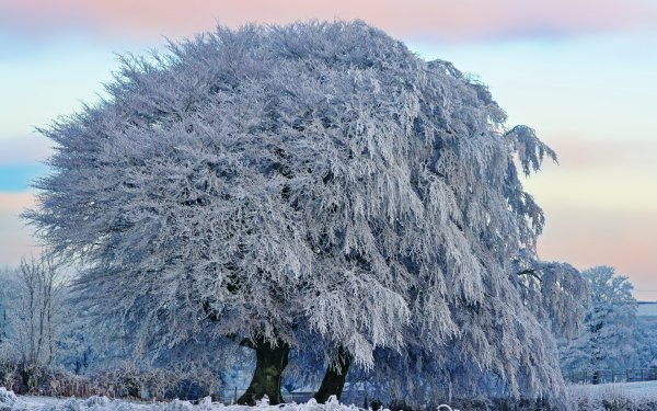 Снежное дерево картинки (50 фото)
