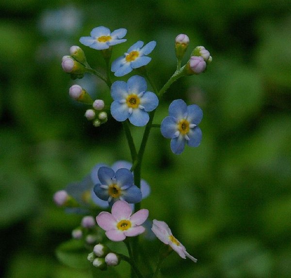 Винтажные открытки с цветами и травами