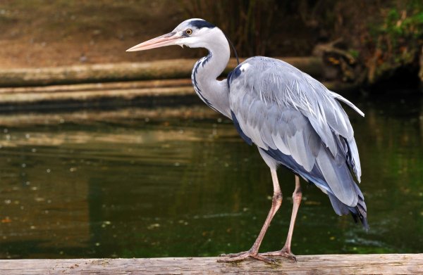 Птица Ardea cinerea