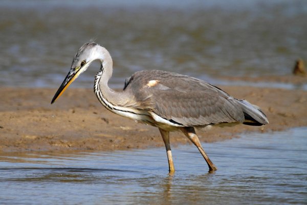 Серая цапля (Ardea cinerea)