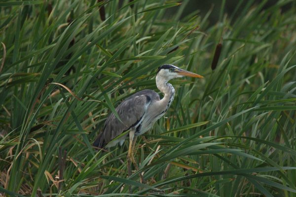 Птица Ardea cinerea
