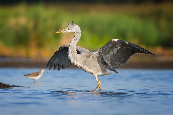 Птица Ardea cinerea