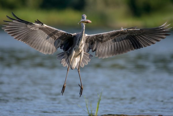 Ardea cinerea в полете