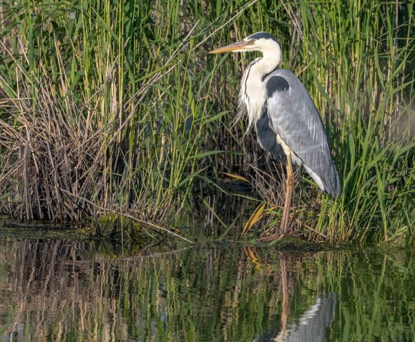 Серая цапля (Ardea cinerea)